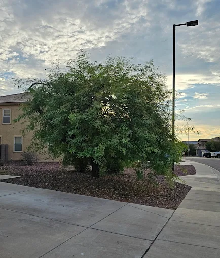 Mature mesquite shaping