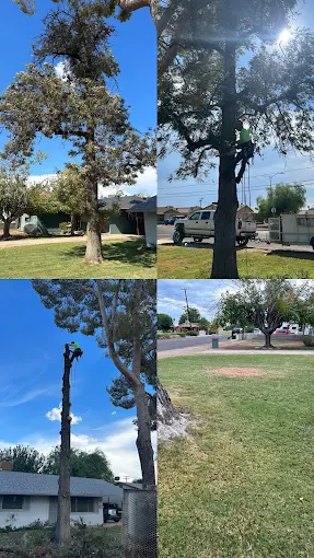 Tree trimming & removal